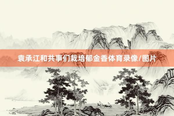 袁承江和共事们栽培郁金香体育录像/图片